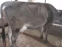 Cow, Swiss cattle — photo 2