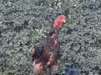 Shamo — zdjęcie 2