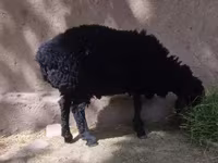گوسفند (گروه، جنسیت مشخص نشده), گوسفند — عکس 1