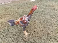 Chickens — zdjęcie 5