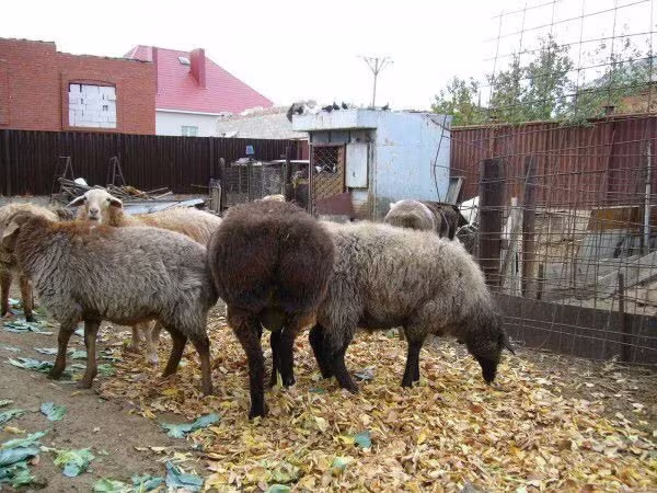 Kambing jantan, Sheep