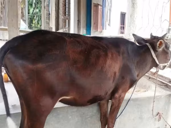 Bò cái, Bò nước — Bangladesh