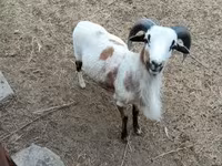 Får, Cameroon sheep — foto 2