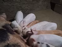 หมูป่าตัวผู้, หมู — รูปภาพ 4