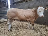Бух, Blonde d’Aquitane cattle — 1 зураг