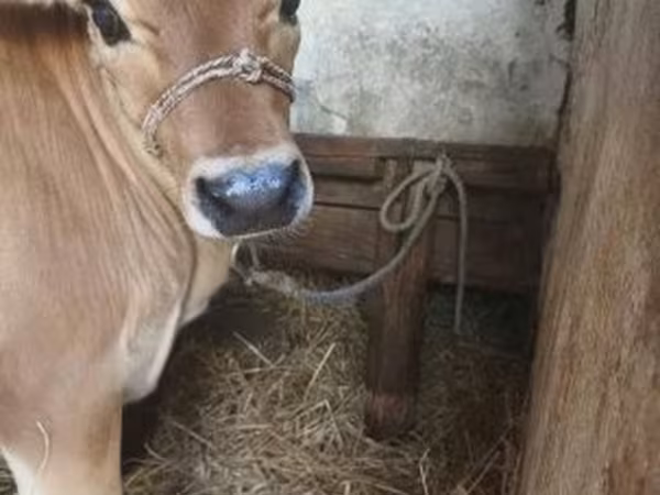 Kuh, Jersey-Rasse