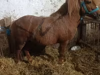 Cavallo, Cavalli — foto 5