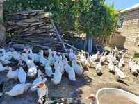 Ducks — Foto 2