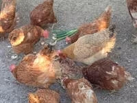 Chickens — تصویر 1