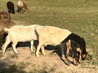 암염소, Saanen goat — 사진 1