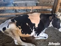 Lembu betina, Russian Black pied cattle — foto 3