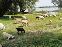 암염소, Saanen goat — 사진 6