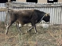 گاو نر, گاو — عکس 1
