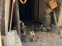 Chickens — foto 7