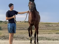 Hingst, Arabian horse — foto 3