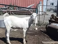 ወንድ ፍየል, Goats — ፎቶ 1