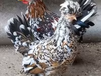 Chickens — Foto 5