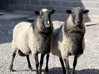 نعجة, Romanov sheep — الصورة 2