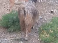 Cabras (lote, sexo no especificado), Cabras — foto 1