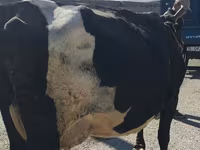 ላም, Holstein breed — ፎቶ 3