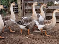 Geese — foto 3