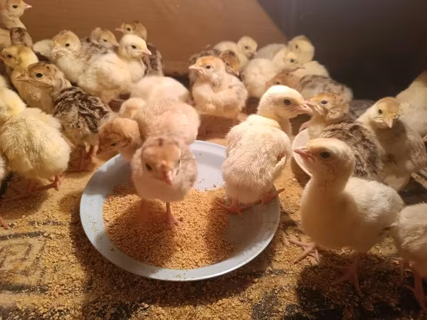 Turkeys