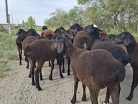 숫양, Hissar sheep — 사진 5
