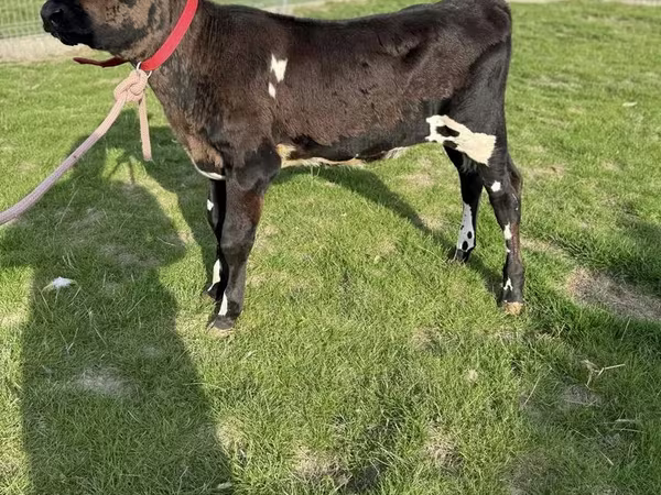 Vacă, Rasa Holstein