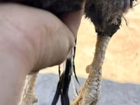 Chickens — 照片 6