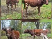 Mucca, Ayrshire — foto 2