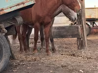 Faras dhaddig, Horses — sawirka 1
