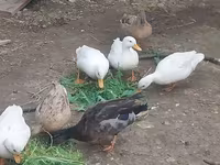 Ducks — 사진 3