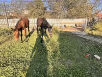 اسب نر, اسب — عکس 1