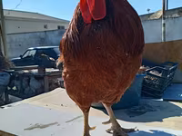 Chickens — foto 3