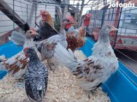 Chickens — 1 зураг