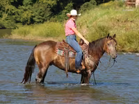 公马, Quarter Horse — 照片 7