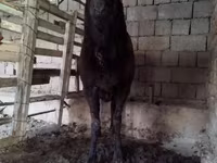 Ram, Arashan sheep — foto 6