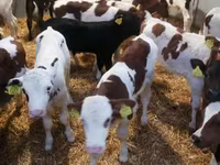 Skot (série, pohlaví neuvedeno), Simmental cattle — foto 3
