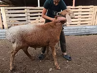 Ovce (šarže, pohlaví neuvedeno), Arashan sheep — foto 4