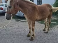Kuda jantan, Horses — foto 6