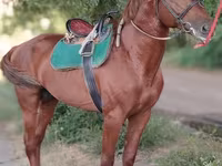 اسب نر, Trakehner — عکس 6