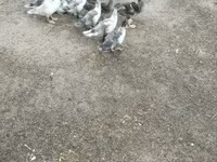 Ducks — photo 4
