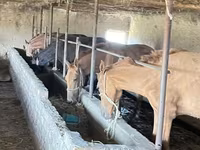 ፈረስ, Horses — ፎቶ 1
