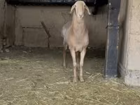 Koç, Arashan sheep — foto 5
