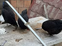 Chickens — الصورة 1