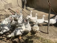 Ducks — عکس 1