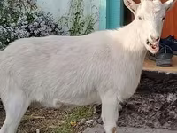Kambing betina, Saanen goat — foto 3