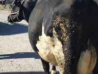 ላም, Holstein breed — ፎቶ 1
