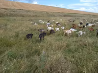 母山羊, Goats — 照片 5