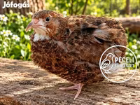 Quails — عکس 8